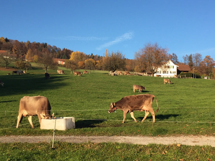 Manufaktur (Pfannenstiel)